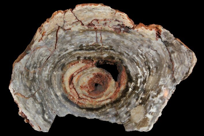 Polished, Cambrian Stromatolite (Conophyton) - Australia #92878